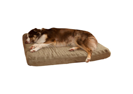 PAW Orthopedic Super Foam Pet Bed, Large